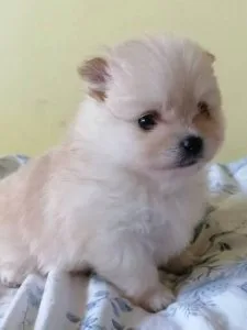 ujry pomeranian puppies for sale