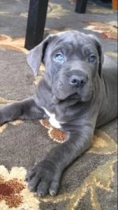 Good looking dog for sale
