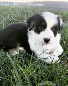 Australian Shepherd Puppies For Sale