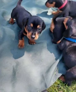 rhyty  Dachshund puppies for sale