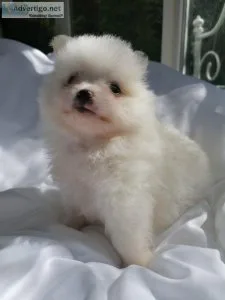 drjg  pomeranian puppies for sale