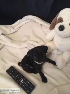 Very Sweet Charming Pug Puppies