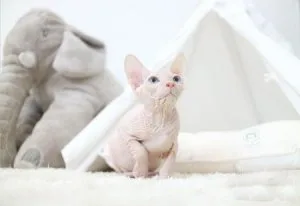 Sphynx kittens for sale