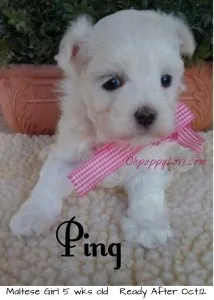 Quality Purebred Maltese Puppies for Sale