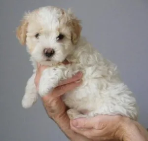 AKC Havanese Puppies Males and Females available and ready to go