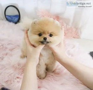 Pomeranian Puppies For Sale