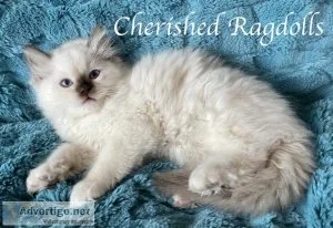 Purebred Ragdoll Kitten