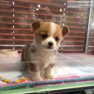 Akc Maleand female Pembroke Welsh Corgi Puppies