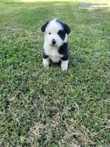 Australian Shepherd Female