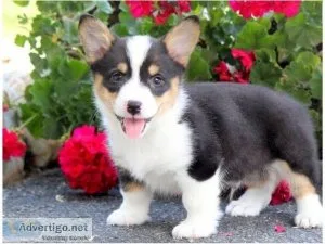 New adorable set of 7 corgi dog puppy coaster