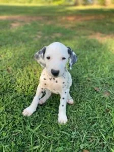 AKC reg Dalmatian puppies