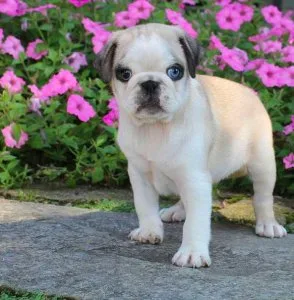 Adorable Pug Puppy Knox