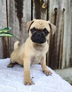 Pug Puppy with Sweet Warmth