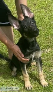 German Shepherd Puppy Male