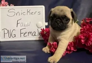 Snickers the Pug Puppy
