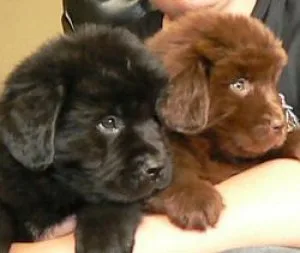 AKC Newfoundland puppies