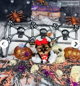 Yorkshire Terrier Puppies