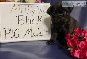 Cute and Lovable Pug puppy