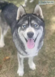 Siberian HuskyFamily Dog
