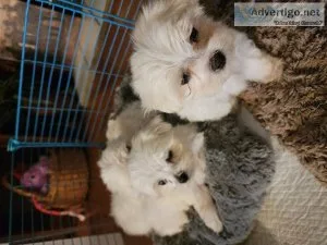 Maltese
