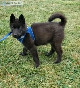 Male Siberian Husky pup