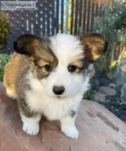 Ike - cavalier king charles spaniel puppy for sale