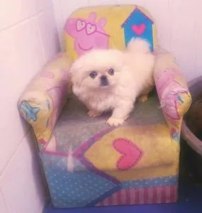 Pekingese puppies for Sale