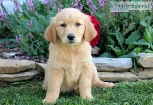 SunshineGolden retriever puppy