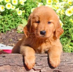 Family Raised Golden Retriever Puppy