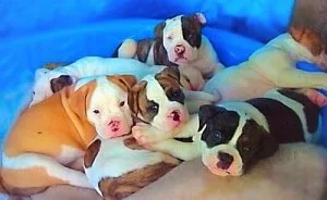 KC American Bulldog Puppies