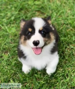 Updated photos. Tri Coloured Pembroke Welsh Corgi Puppies