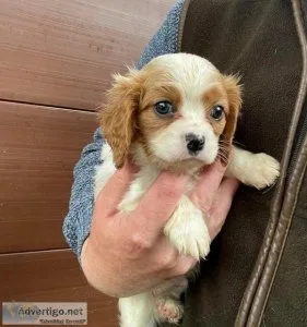 mgyt Cavalier King Charles Puppies