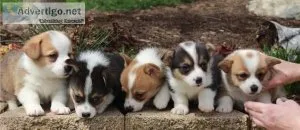 AKC registered Corgi puppies