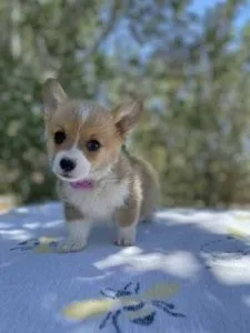 Pembroke welsh corgi - boston terrier puppies