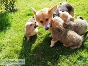 AKC Corgi Puppies puppies looking for loving forever homes