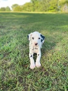 Gorgeous Dalmatian puppies for adoption