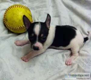 Chihuahua Puppies