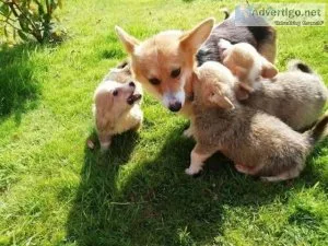 Ready for their forAdorable Welsh Pembroke AKC Corgi Puppies