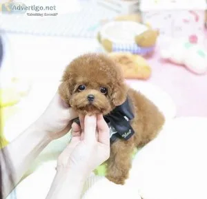 Teacup Poodle Puppies for sale
