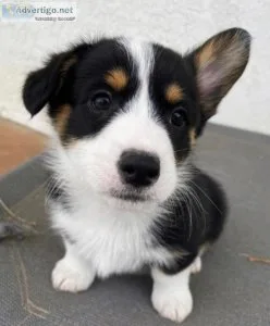 Pembroke Welsh Corgi Puppies For Sale
