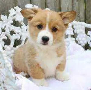 Gorgeous unique Corgi puppies for Adoption