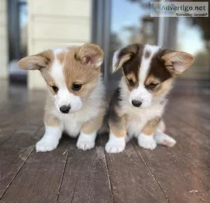 hrrt Pembroke Welsh Corgi puppies