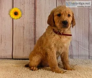 Cuddly Golden Retriever Puppies