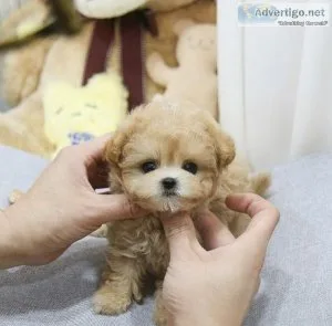 Maltipoo Puppies for Sale
