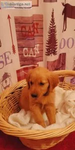 This Golden retriever puppies