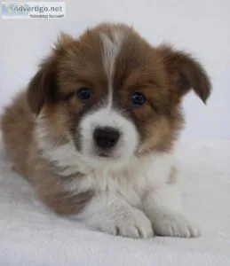 Cowboy Corgi Puppies for adoption