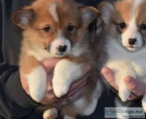 AKC Corgi X Mini Auggie Puppies