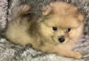 Orange Sable Merle Pomeranian