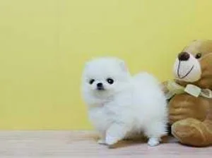 We have beautiful male and female Pomeranian puppies available