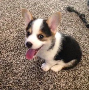 kc Pembroke corgi puppies